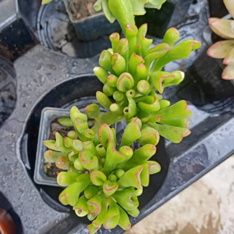 Plant image Crassula ovata 'Convoluta'