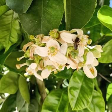 Pomelo Tree