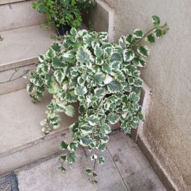 Variegated Mintleaf