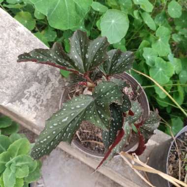 Angel Wing Begonia