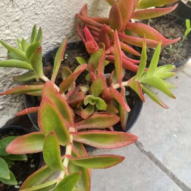 Crassula