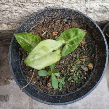 Arrowhead Vine 'White Butterfly'