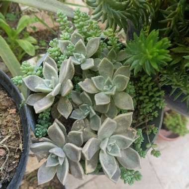 Graptopetalum 'Ghost plant'