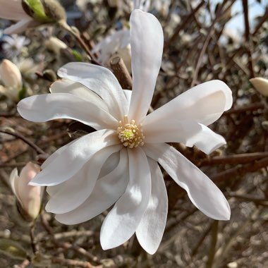 Magnolia stellata