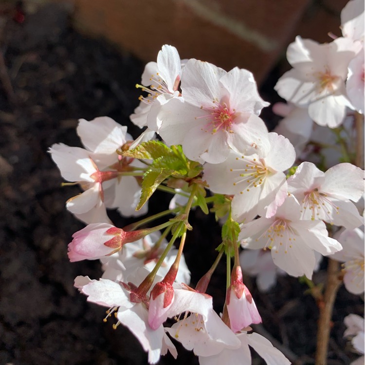 Plant image Prunus nipponica 'Brilliant'