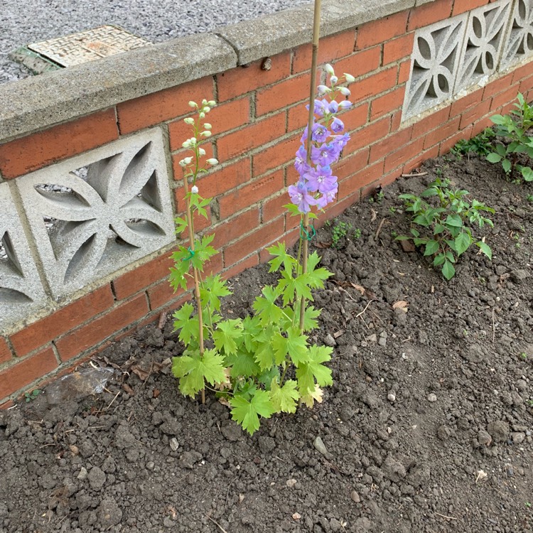 plant image 1667705