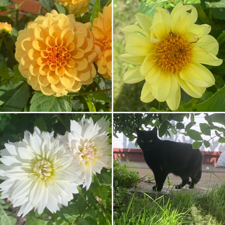 Plant image Dahlia variabilis 'Pompone Mixed' (Mix)