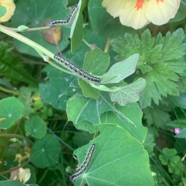 Tropaeolum majus