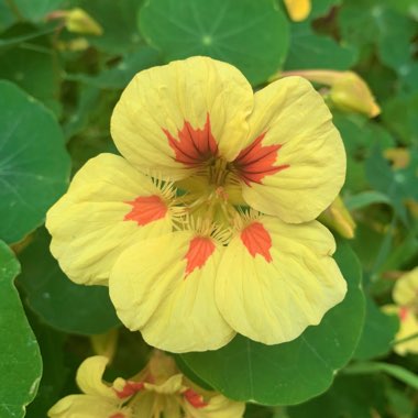 Tropaeolum majus