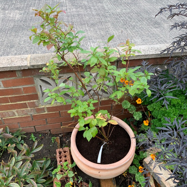 Plant image Vaccinium corymbosum 'Patriot'