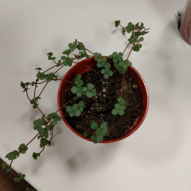 Plant image Pilea Glauca 'Silver Sprinkles' syn. Pilea libanensis 'Silver Sprinkles'