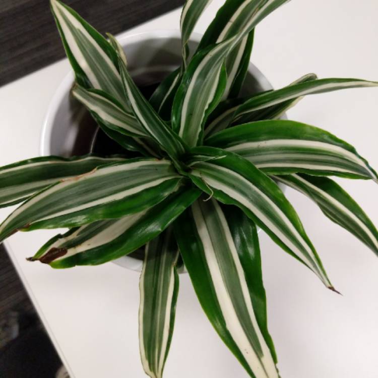 Plant image Dracaena deremensis