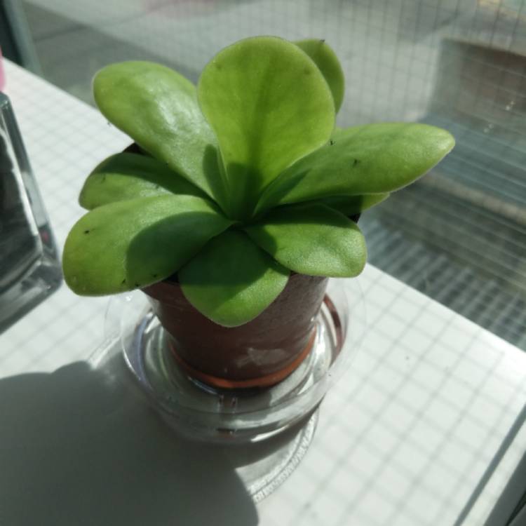 Plant image Pinguicula agnata