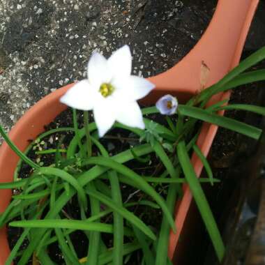 Spring Starflower 'Rolf Fiedler'