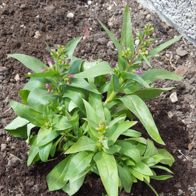 Plant image Penstemon 'Violet'