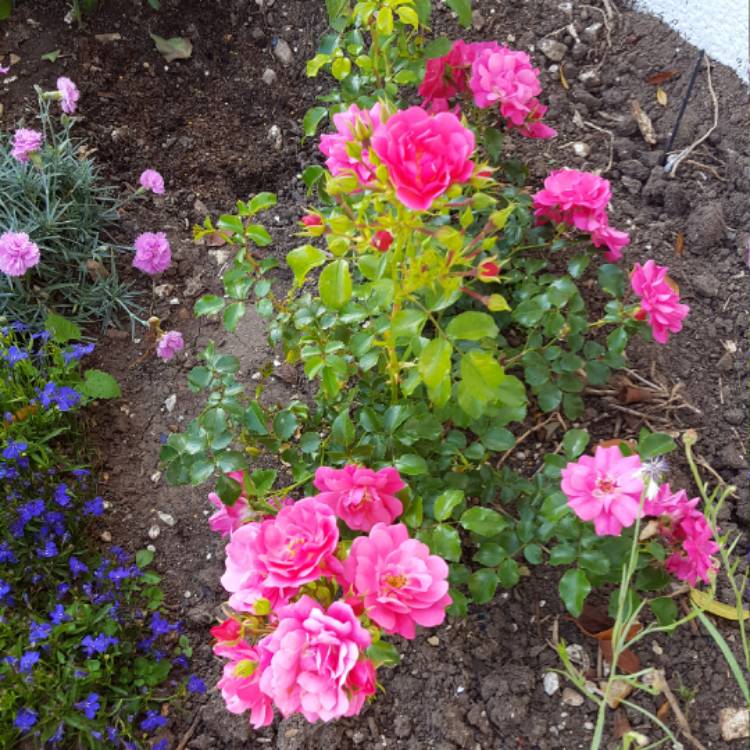 Plant image Rosa 'Flower Carpet Red'