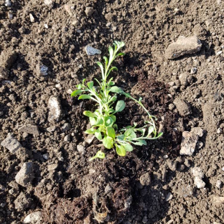 Plant image Aubrieta 'Swan Red'