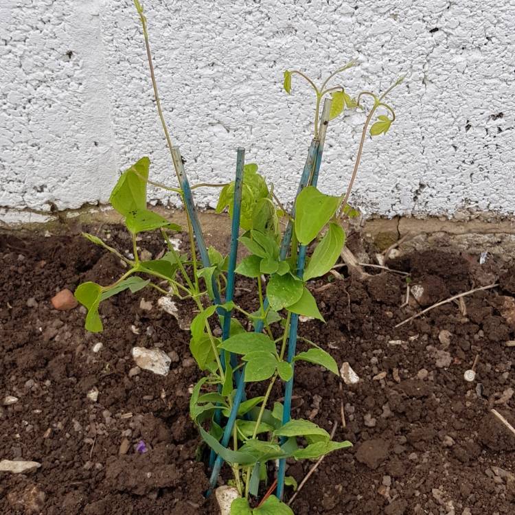 Plant image Clematis 'Mrs Cholmondeley'