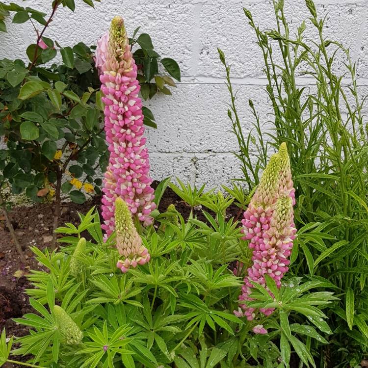 Plant image Lupinus 'Gallery Rose'