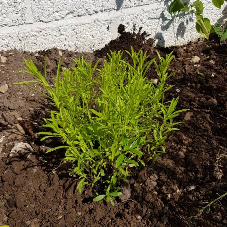 Plant image Physostegia virginiana 'Vivid'