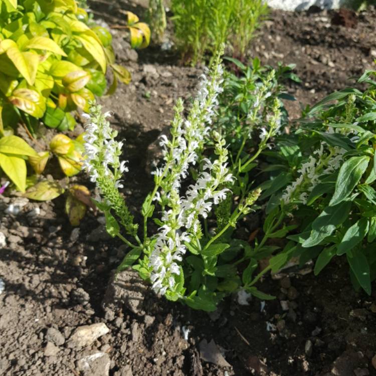 Salvia nemorosa 'Snow Mound', Balkan Clary Sage 'Snow Mound' - uploaded ...