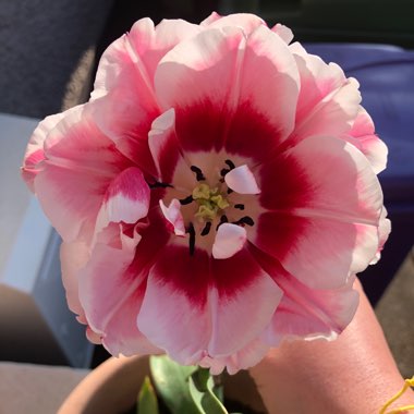 Tulip