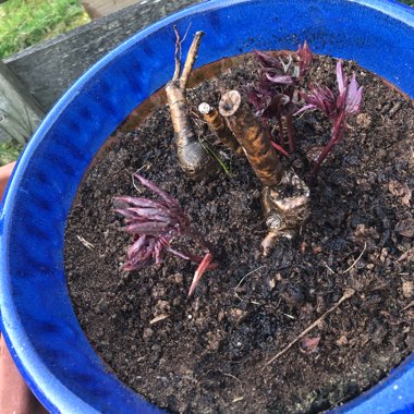 Peony 'Sarah Bernhardt' (Herbaceous)