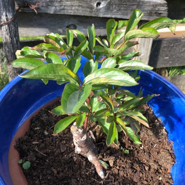 Peony 'Sarah Bernhardt' (Herbaceous)