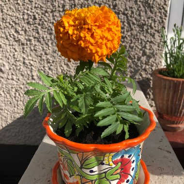 African Marigold