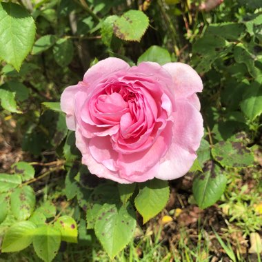 Rose 'The Ancient Mariner'