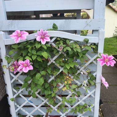 Clematis 'Bees Jubilee'