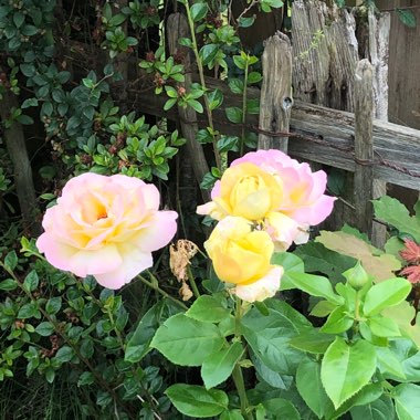 Rose 'Peace' (Hybrid Tea)