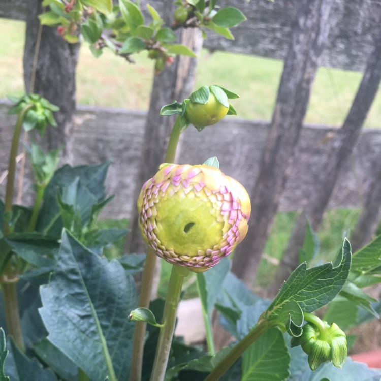 Plant image Dahlia 'Pompon Natal'