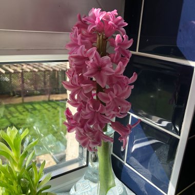 Hyacinth 'Fondant'