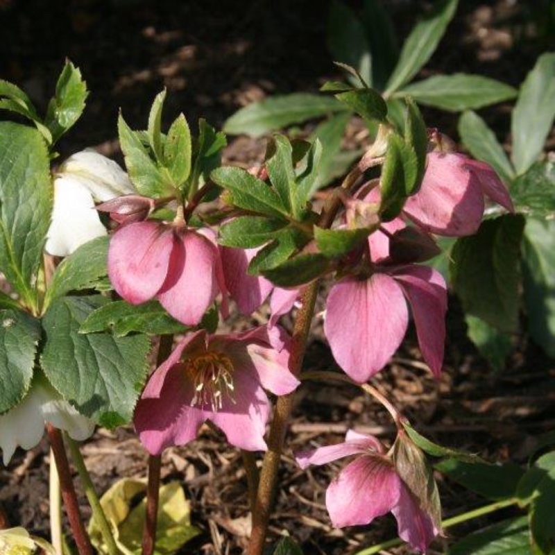 Hellebore