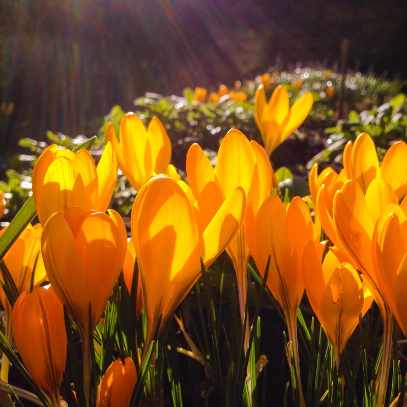 Crocus (Species) Yellow Crocus