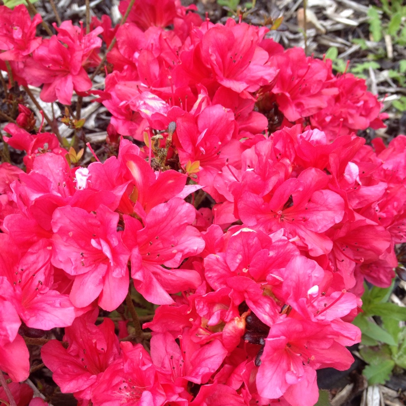 Plant image Rhododendron (Aronense Group) 'Kazuko' syn. Rhododendron 'Geisha Red'