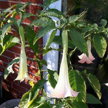 Angel's Trumpet