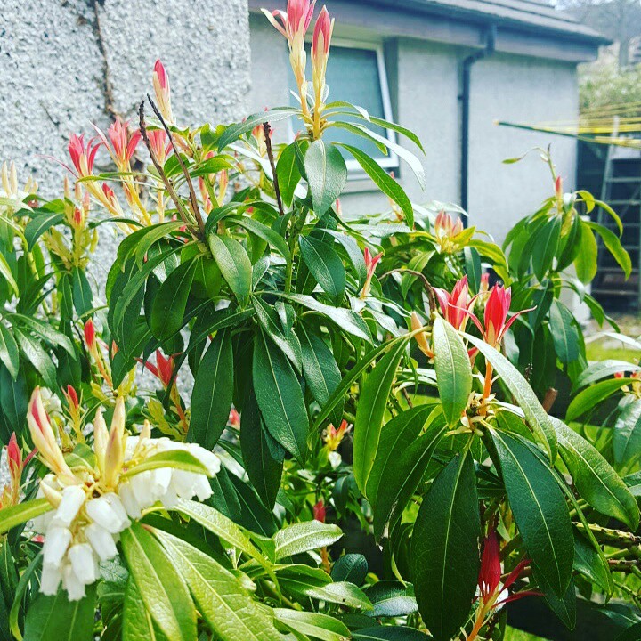 Pieris 'Forest Flame'