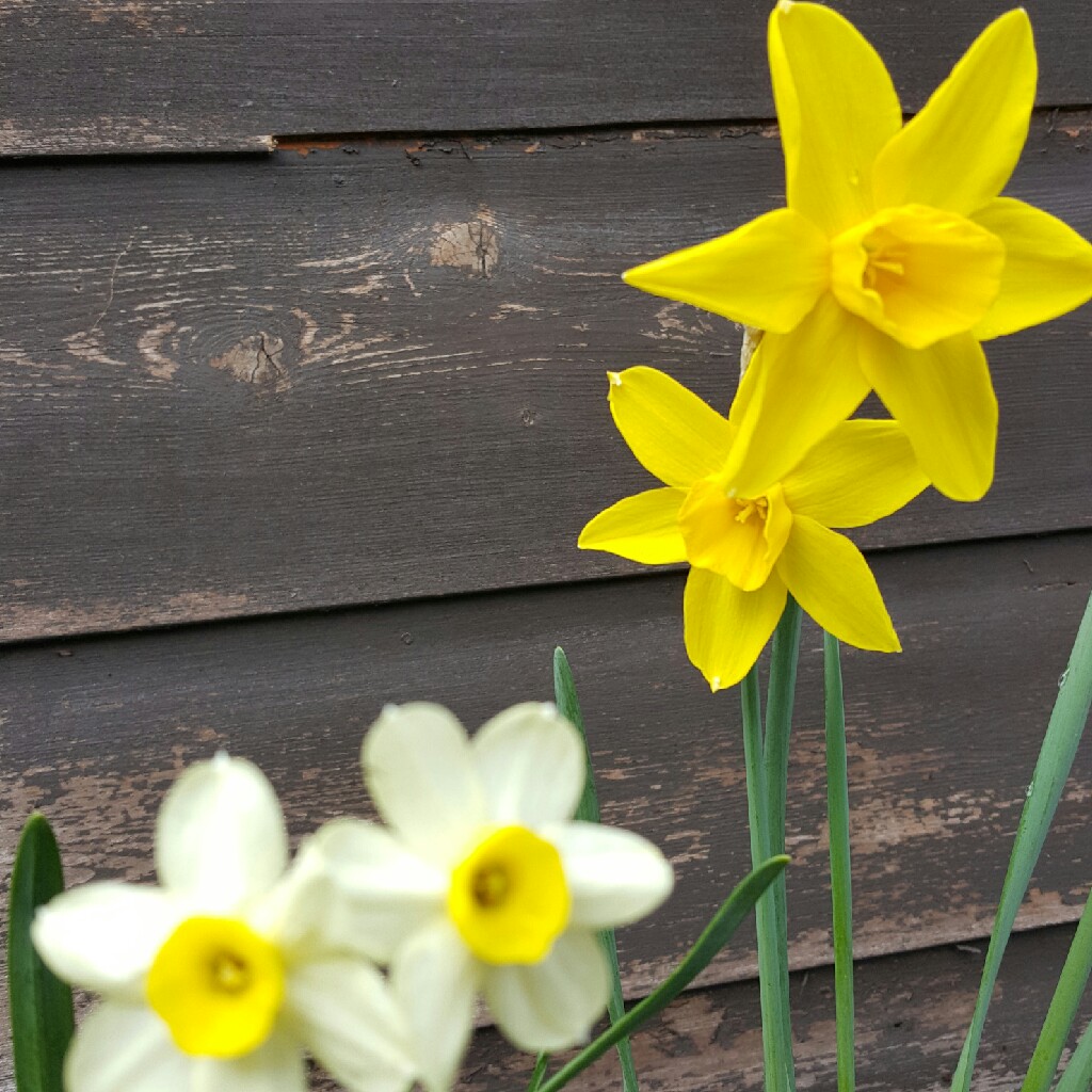 Daffodil 'Sir Watkin' (Large-cupped)