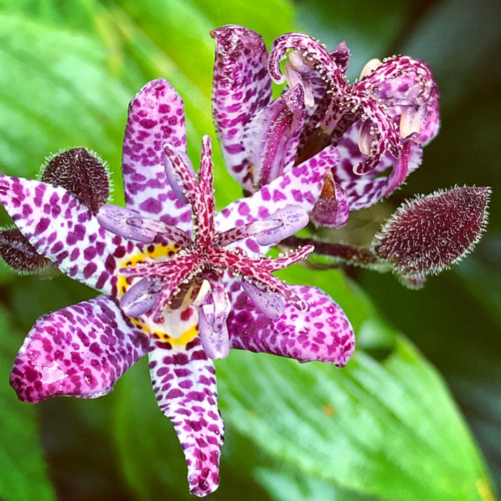 Tricyrtis formosana 'Dark Beauty', Toad Lily 'Dark Beauty' - uploaded ...