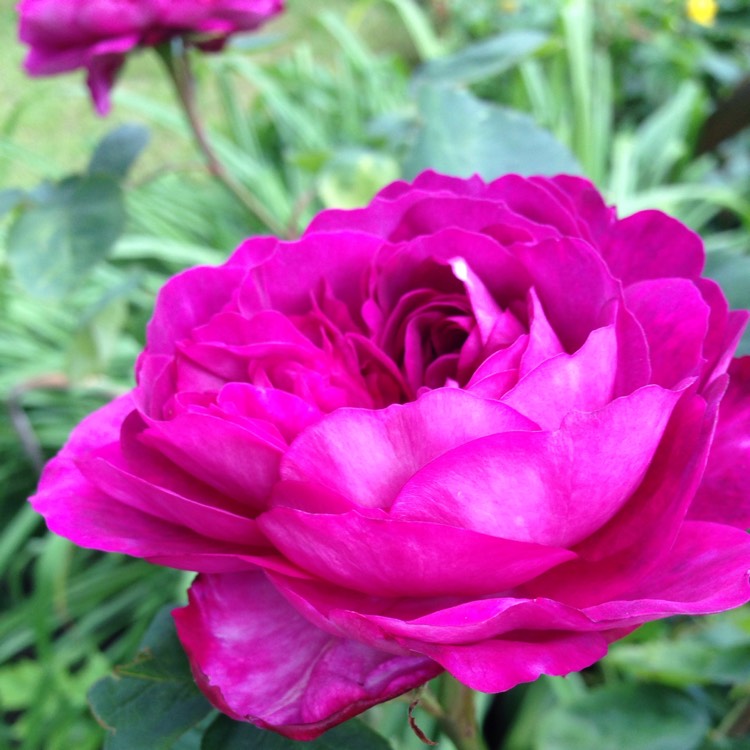 Plant image Rosa 'Reine des Violettes' syn. Rosa 'Queen of the Violets'