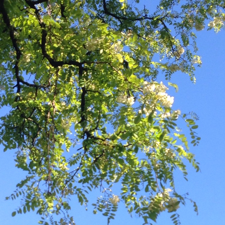 Robinia pseudoacacia 'Lace Lady'