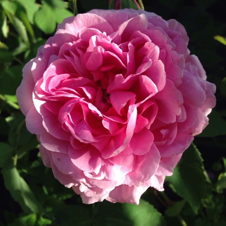 Plant image Rosa 'Comte de Chambord'