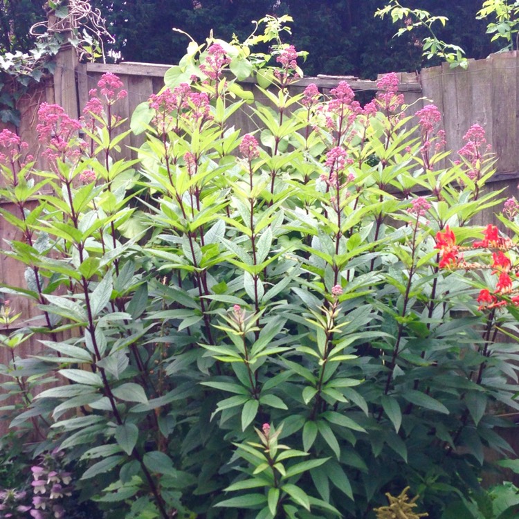 Plant image Eutrochium maculatum syn. Eupatorium maculatum 'Ankum's August'