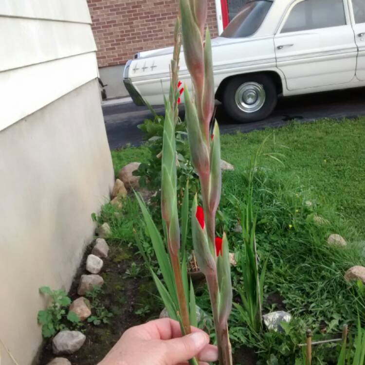 Plant image Gladiolus 'Traderhorn' syn. Gladiolus 'Trader Horn'