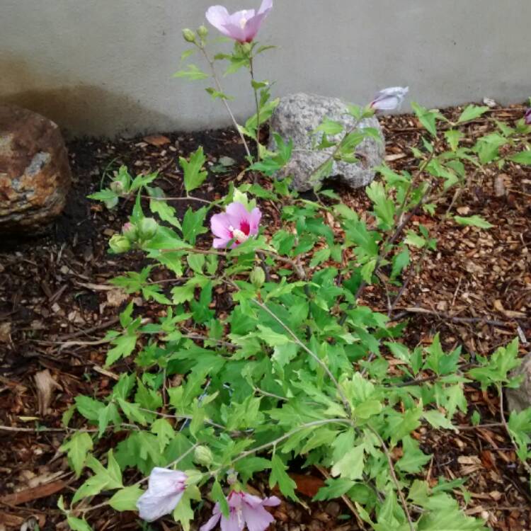 Plant image Hibiscus syriacus 'Orchid Satin'