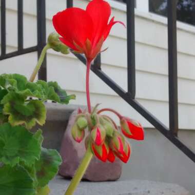 Pelargonium 'Contrast' (Zonal Coloured Variegated)