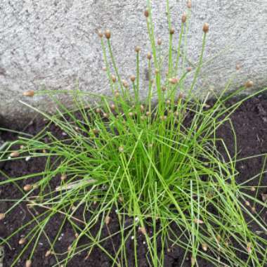 Dwarf Fountain Grass