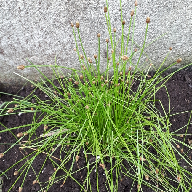 Plant image Pennisetum alopecuroides